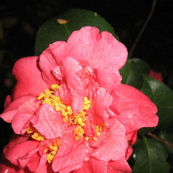 Meet your Posher, Vicki - Picture 1 of 1